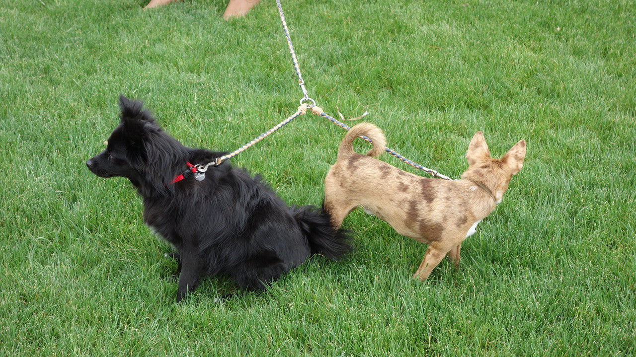 Dog leash small dog hot sale