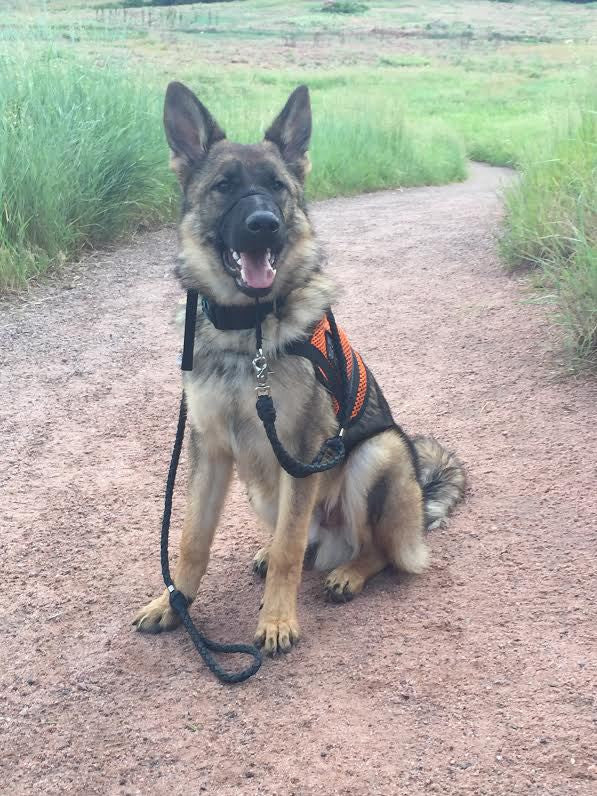 The Metropolitan Dog Leash (Two Handle Braided Leather 5' Dog Leash) - Sedona Leather Company L.L.C.  - 14