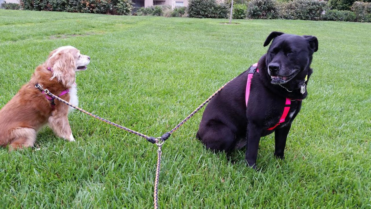 Leash two dogs sales together