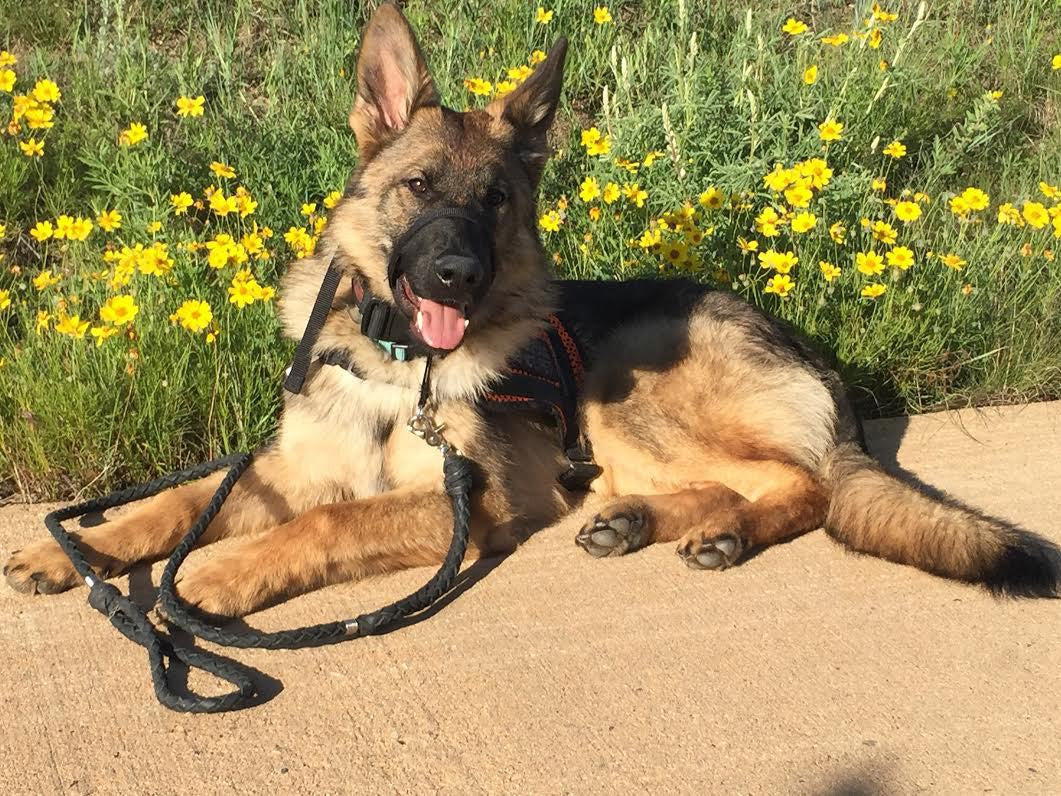 The Metropolitan Dog Leash (Two Handle Braided Leather 5' Dog Leash) - Sedona Leather Company L.L.C.  - 13