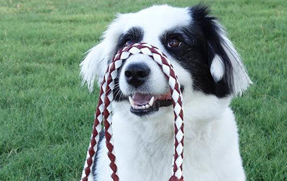 Dog Leashes